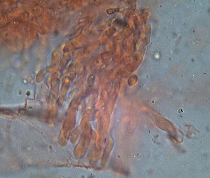 Mycoacia uda
